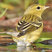 Blackpoll Warbler